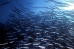 atlantic_herring_560